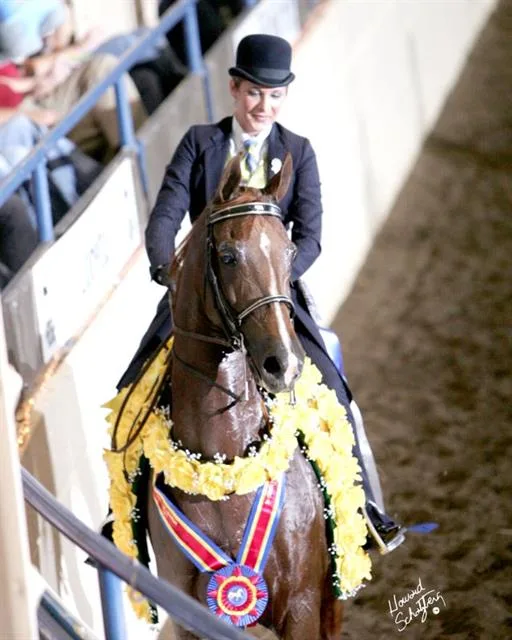 National Show Horse Finals Set for September 14-16 in Springfield, Illinois