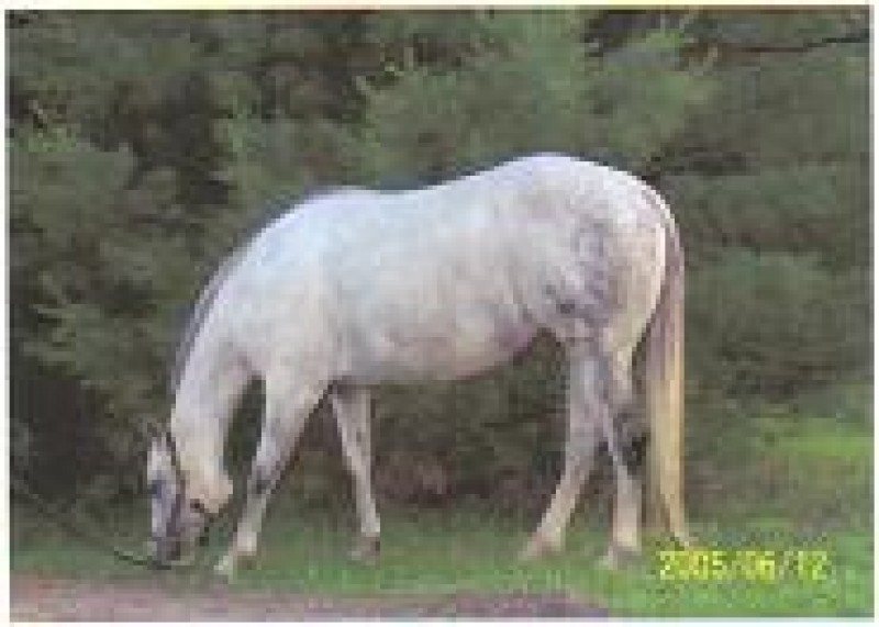 IVORY'S GRAY JOY'S