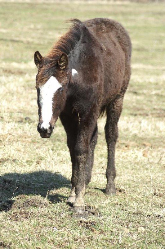 unnamed Black Overo Filly