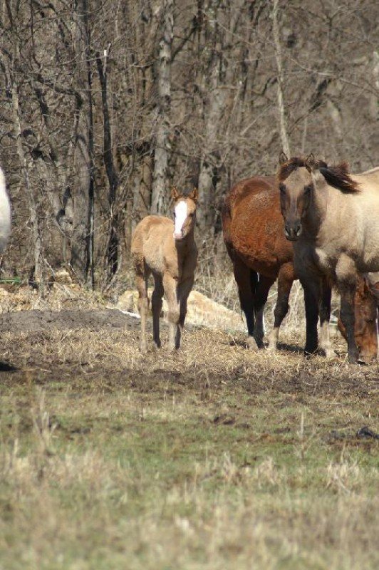 unnamed Dun Overo Colt