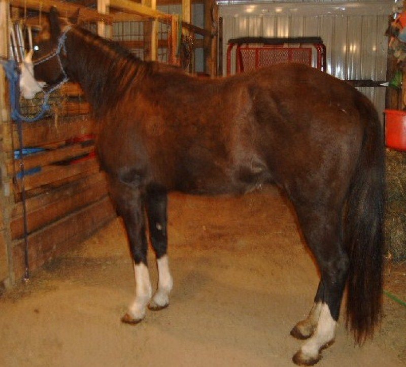 Sharp Blk/Wht Overo APHA Mare....Quiet Broke