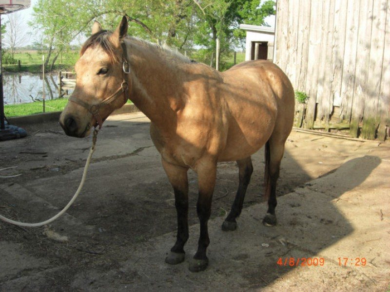 BLUES BUCKEY