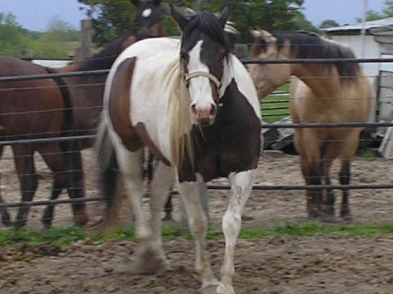 felipa