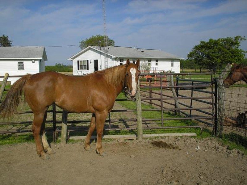 sham (leos american lady)