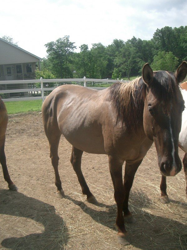 Reduced Price - Arapahoe Boogie Blue