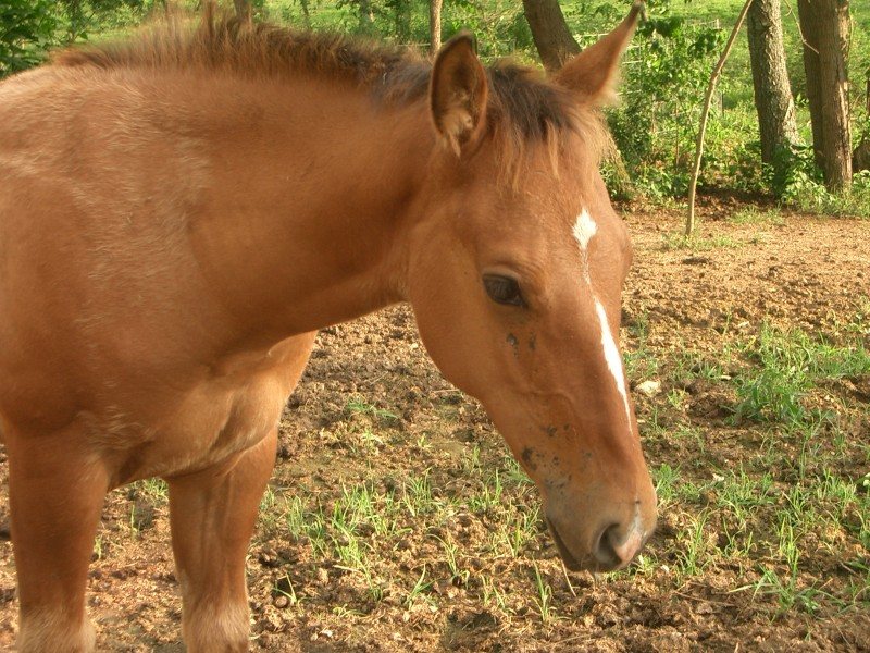 2008 Dun weanling