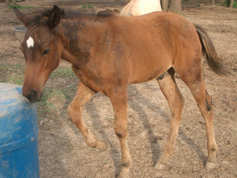 2008 Dun or Grulla Colt