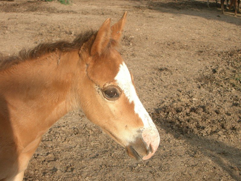2008 Sorrel or Dun Colt