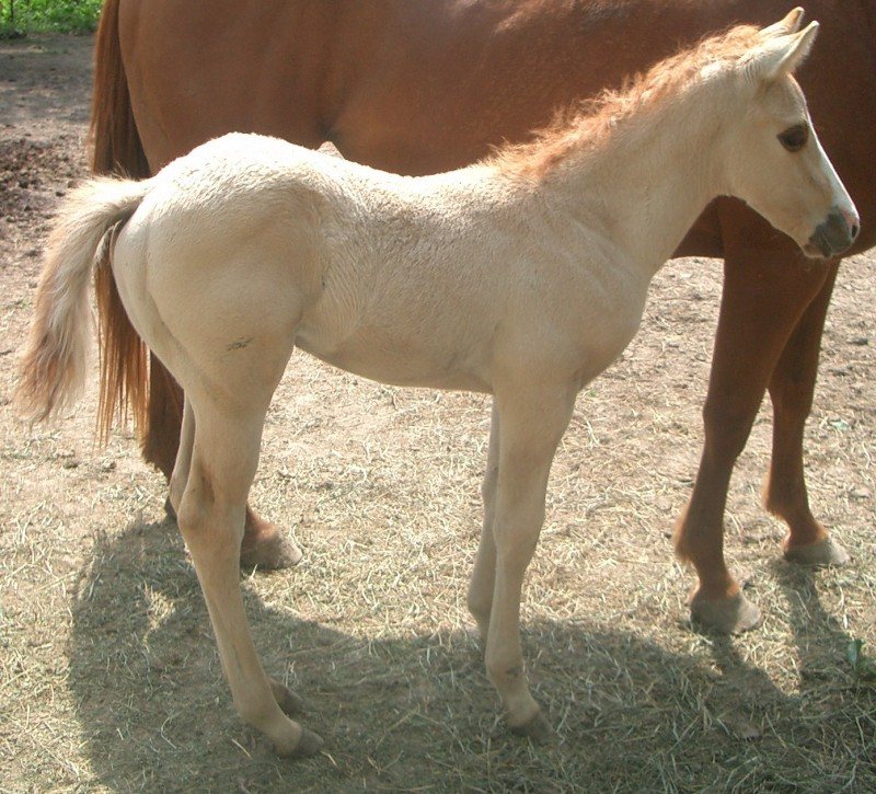 2008 Red Dun Colt