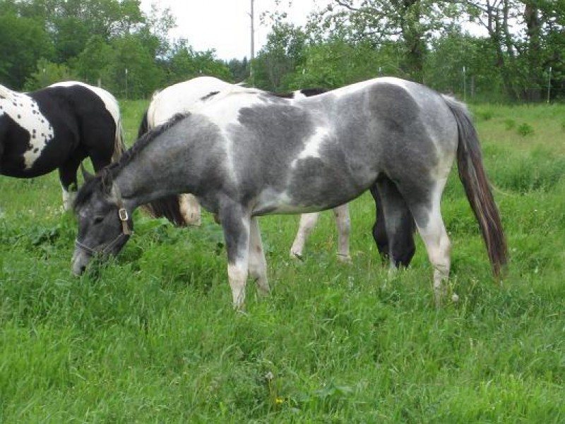 Coals Princess Di (Ana)