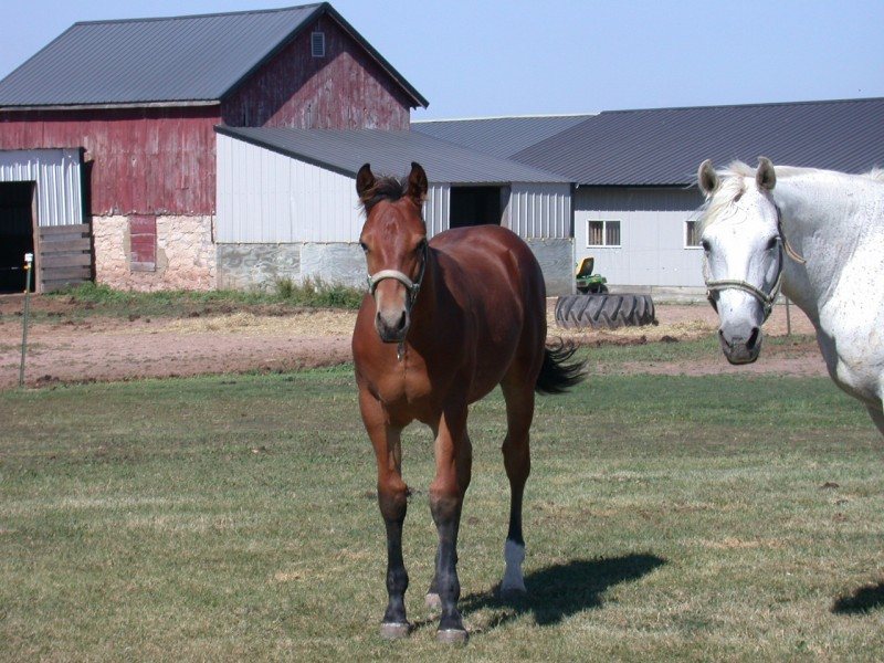 2005 AQHA stud colt reg-pending