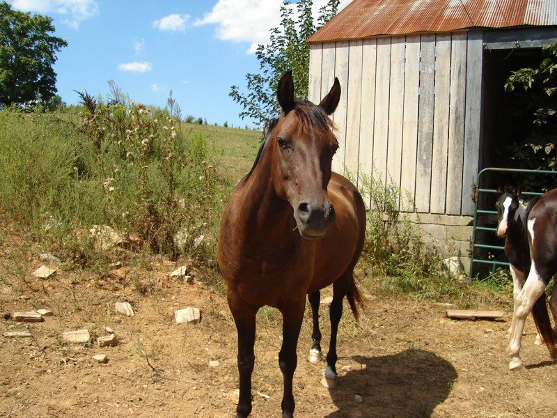 BARBARYS BELLE