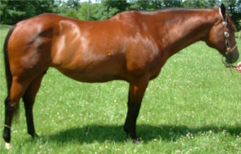 Miss Rodeo San