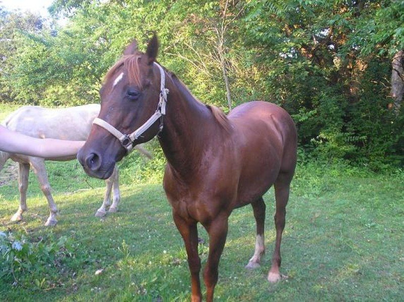 cee(sierra kilo bravo)