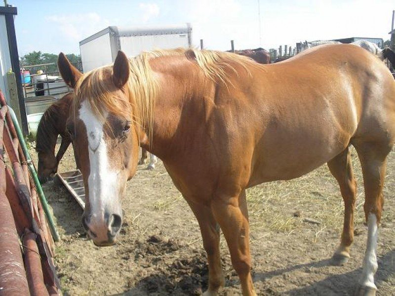 sham(leos american lady)