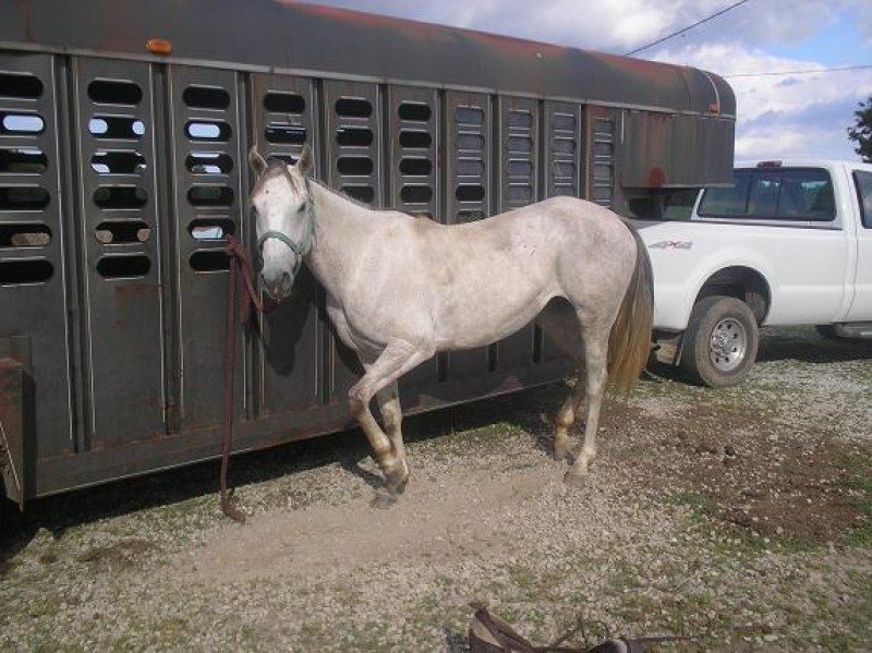 star (hs red star bertie)