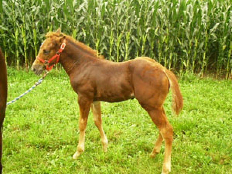 Chestnut June 2003 Colt