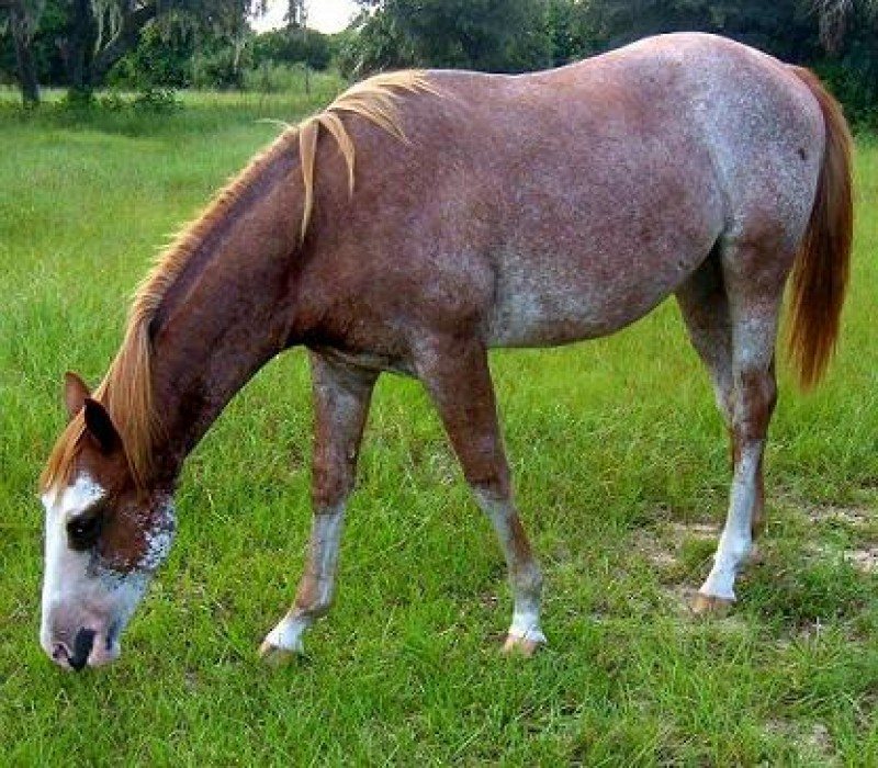 STREAKIN PERRY