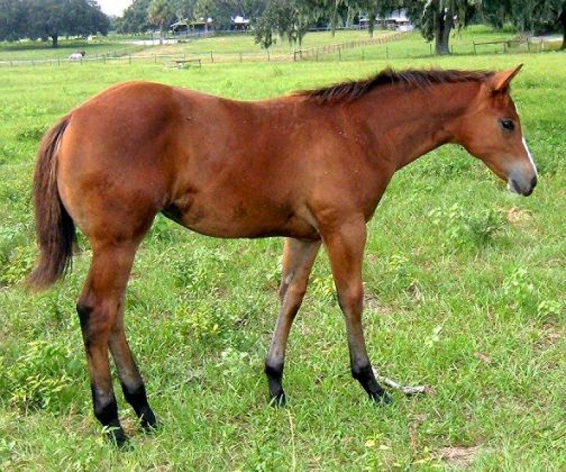 08 Beautiful Filly