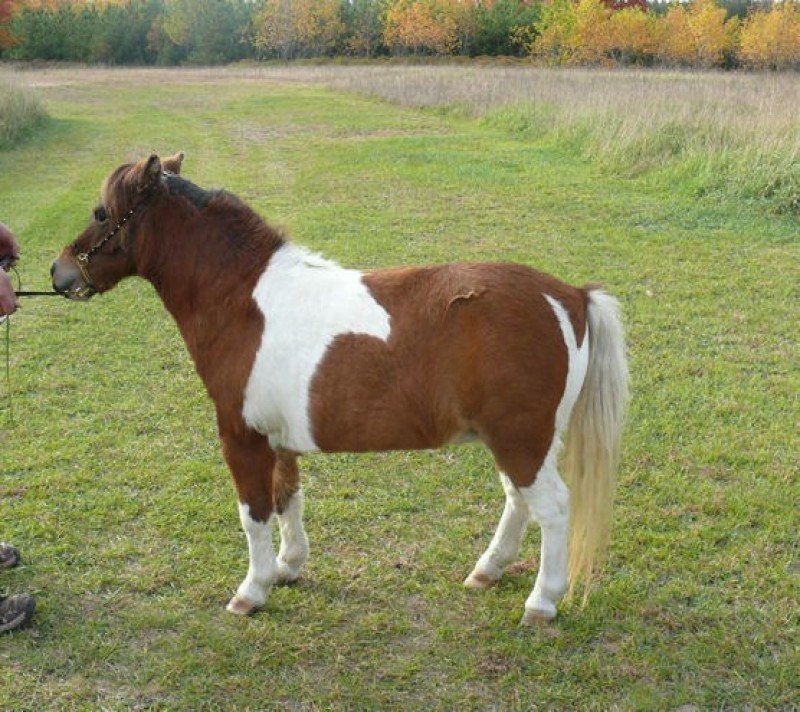 AMHA Pinto Mare In Foal Homozygous Palomino Pinto Stallion