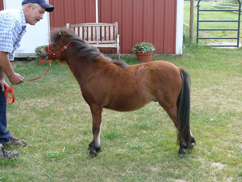 AMHA 2007 colt Buckeroo