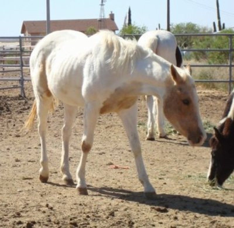 Gunners Little Diva SOLD!!