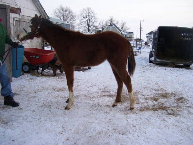 CP Ima Red Comet