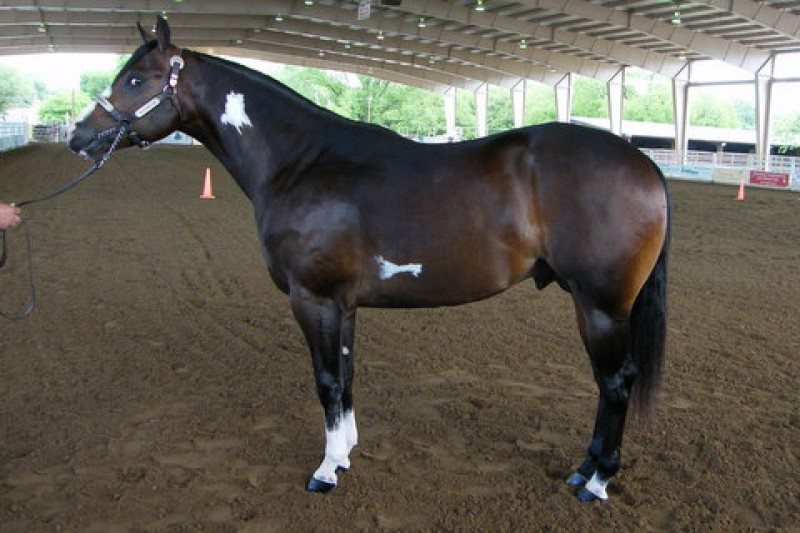 HEZA PAINTED COOSA