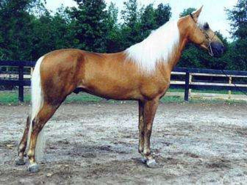 American Walking Pony(Tagge and Gess)