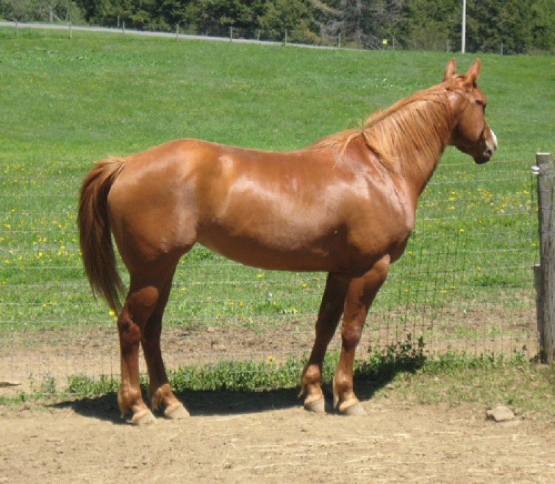 Diggers Quinarius
