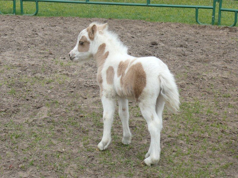 AMHA Palomino Pinto Miniature Filly Rowdy,Lucky Four