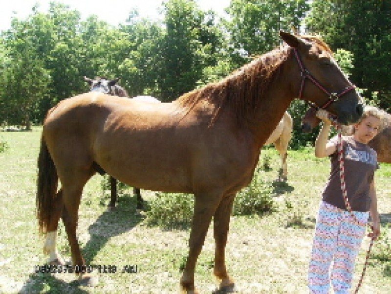 Ranger aka Playboys Blaze R