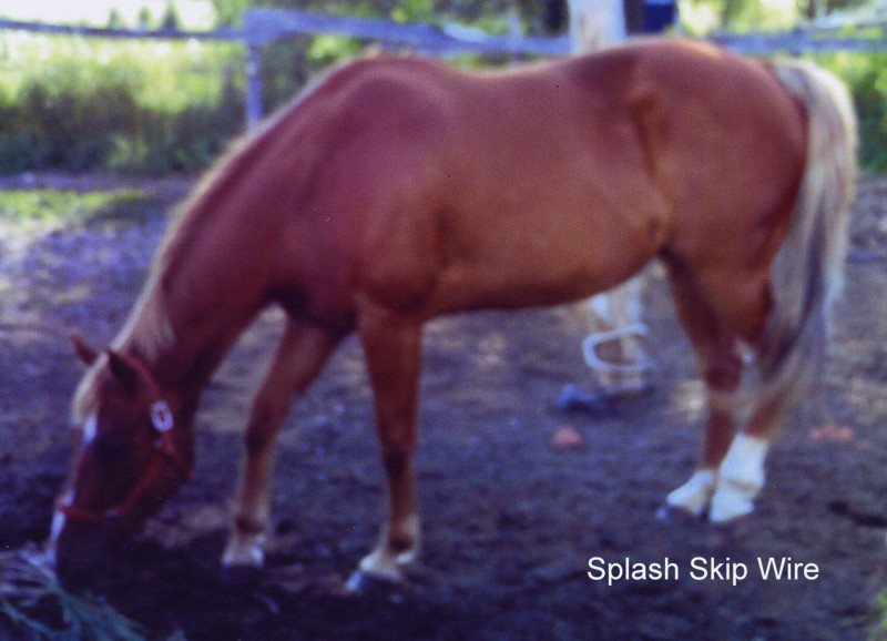 Splash Skip Wire and her daughter Peanut