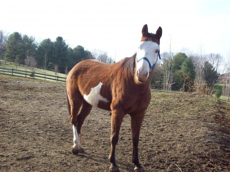 cheyenne