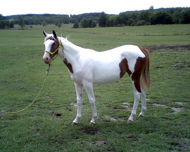Miss Royal Lady Faith