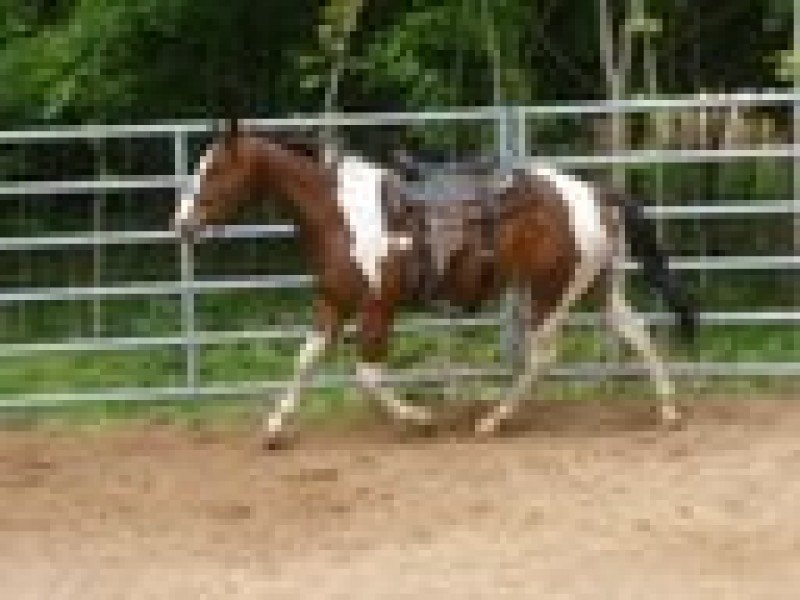 Strait  Tazmanian