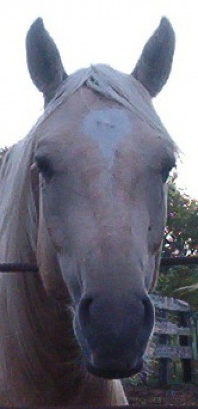 Grand Pegasus (Sonny)