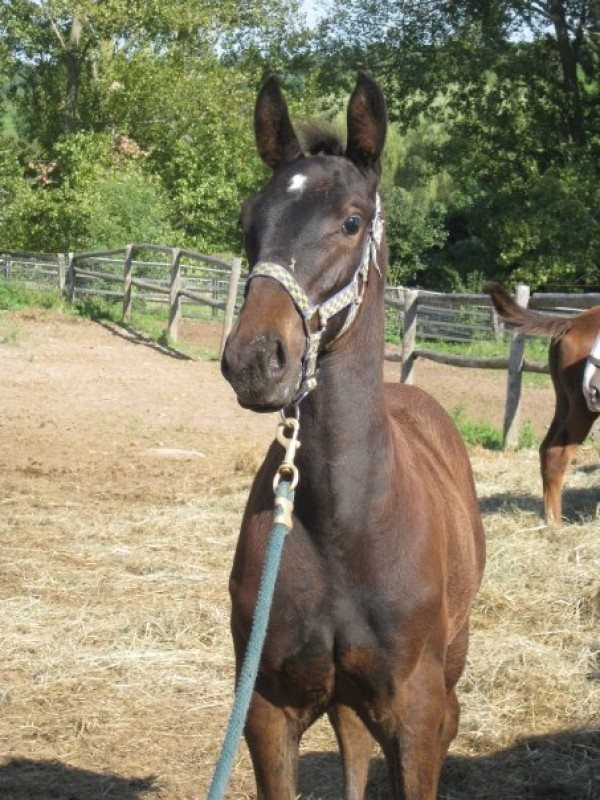 Sherman
