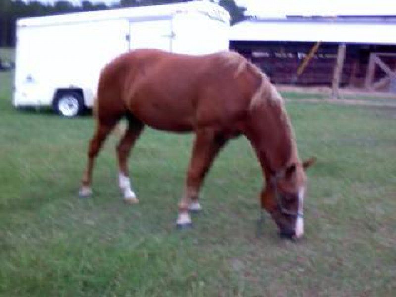 Flicka