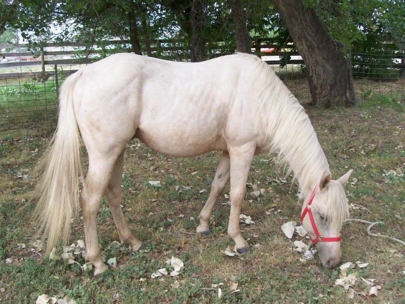 Watch Berts Lil Tex (Texas)
