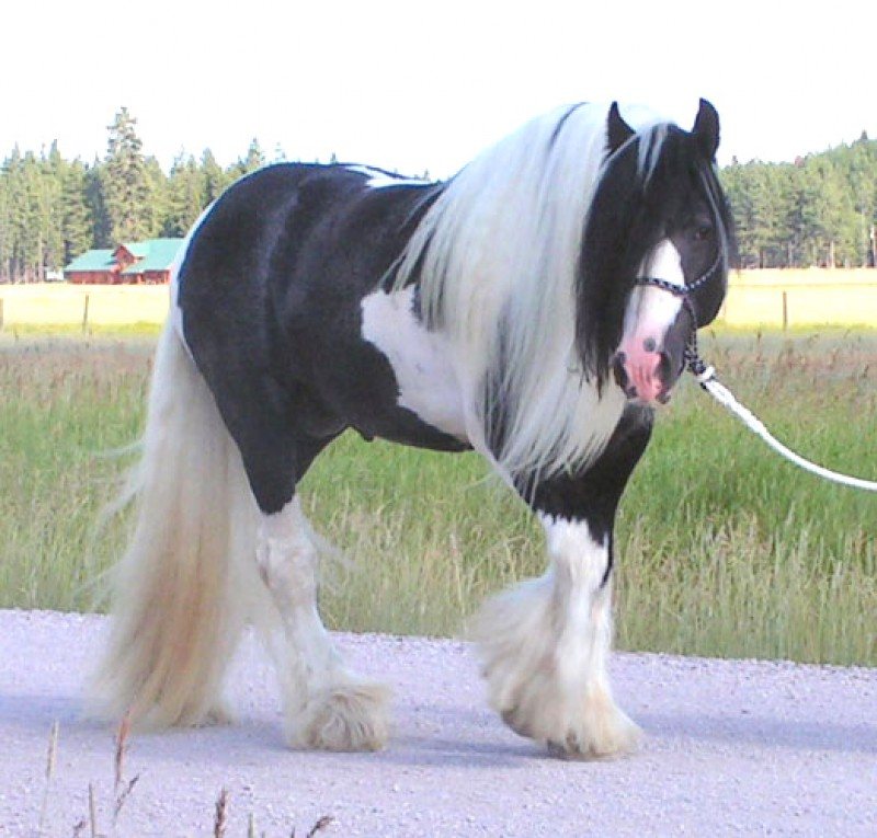 Drum Horses