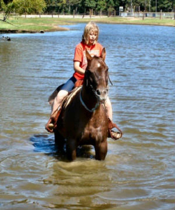 7 Trail Horses