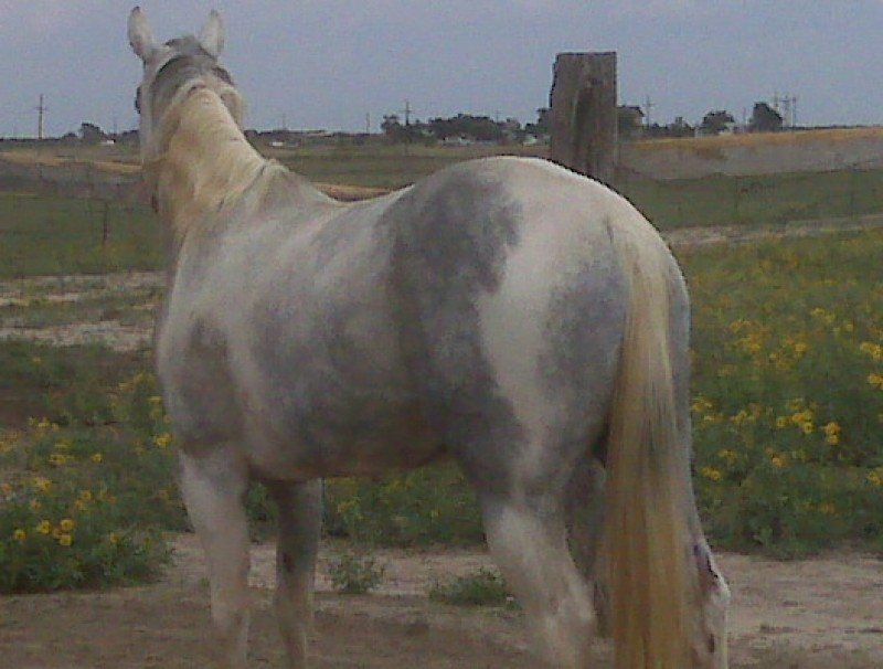 HOLLYWOOD QUANAH