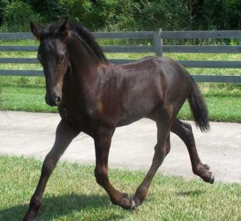 FLASHY 2009 FRIESIAN COLT OUT OF FULL-PAPER STAR