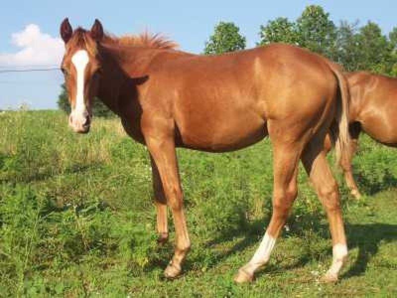 Super cutting Quarter horse prospect