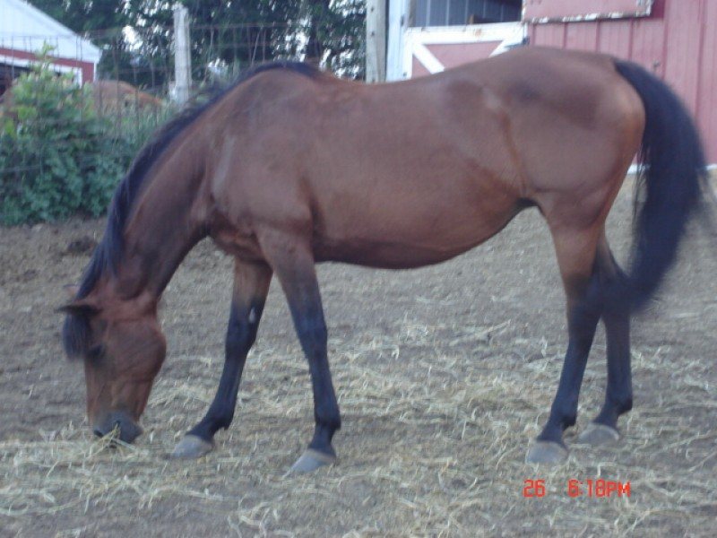 Registered Morgan Mare
