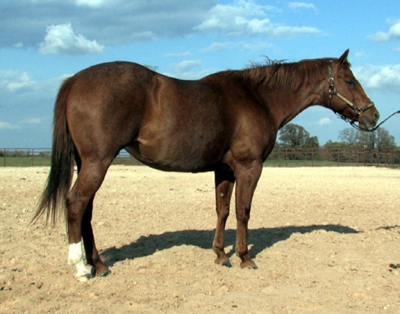 Docs Two Eyed Mount
