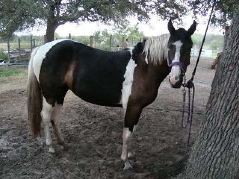 Gracie
