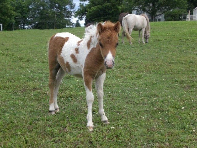 MINIATURE HORSE FOALS