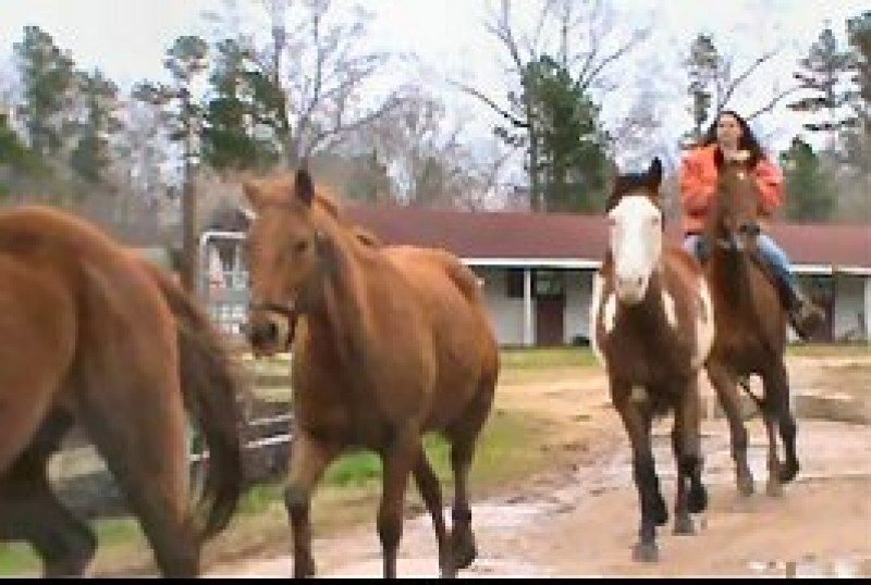 Ranch, Trail and Kid Horses